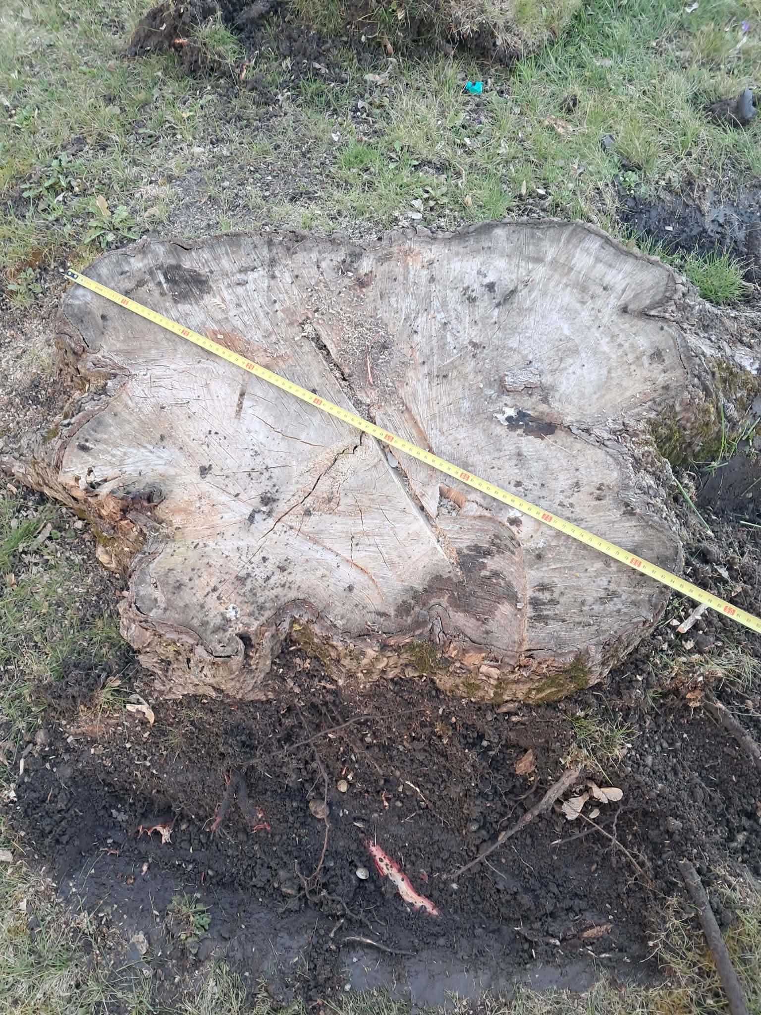 Felmérés — nagy tuskó mérőszalaggal